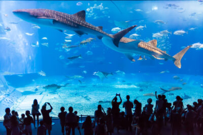ジンベエザメが泳ぐ水族館の大水槽
